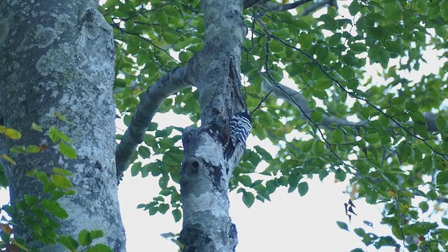 White-backed Woodpecker (Lilford's) - ML381373961