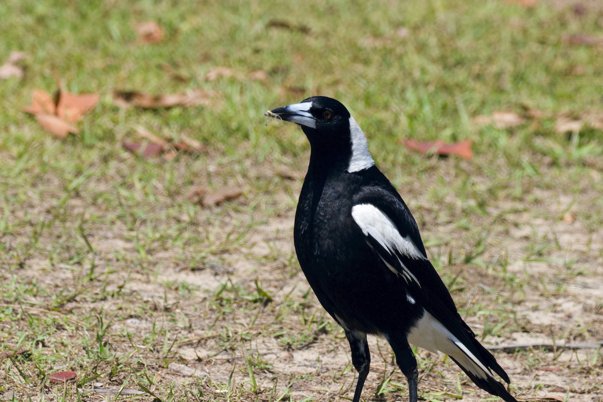 Australian Magpie - ML381374101