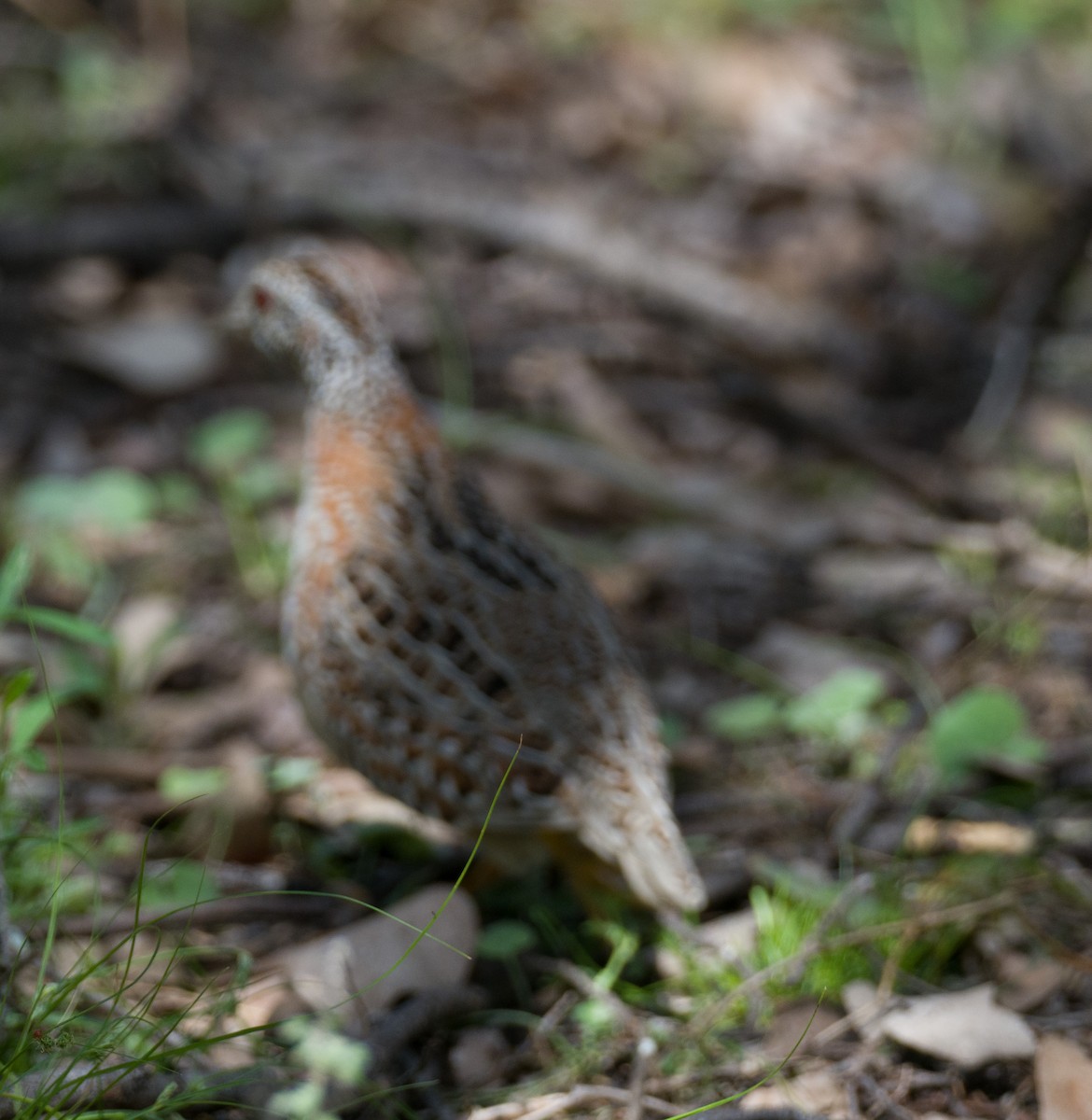 Painted Buttonquail - ML381374131