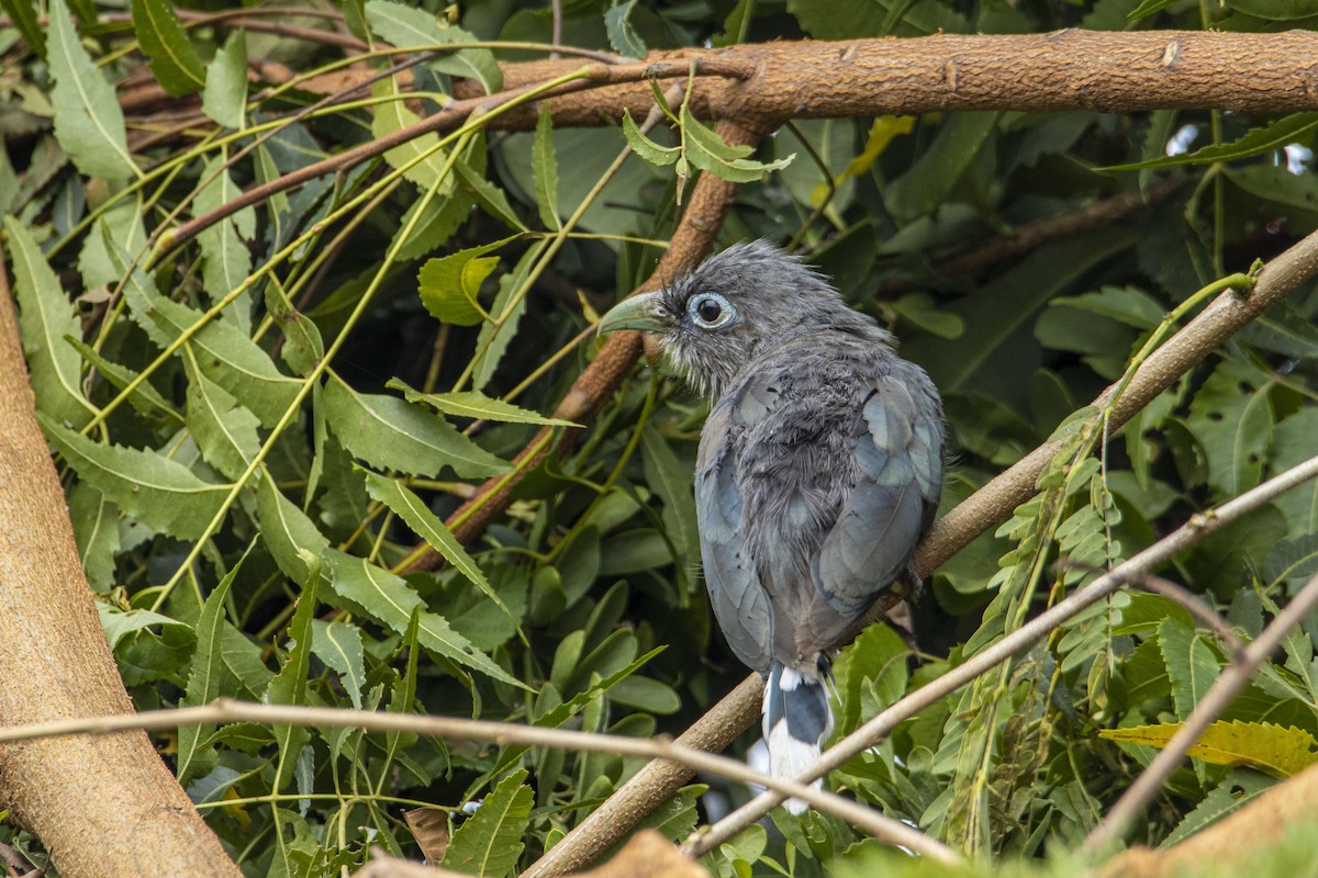 Blue-faced Malkoha - ML381374571
