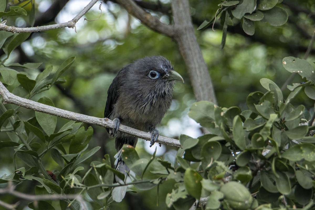 Blue-faced Malkoha - ML381374581