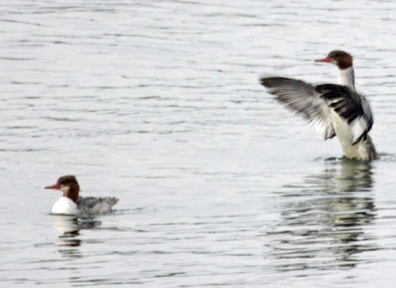 Common Merganser - ML38137471