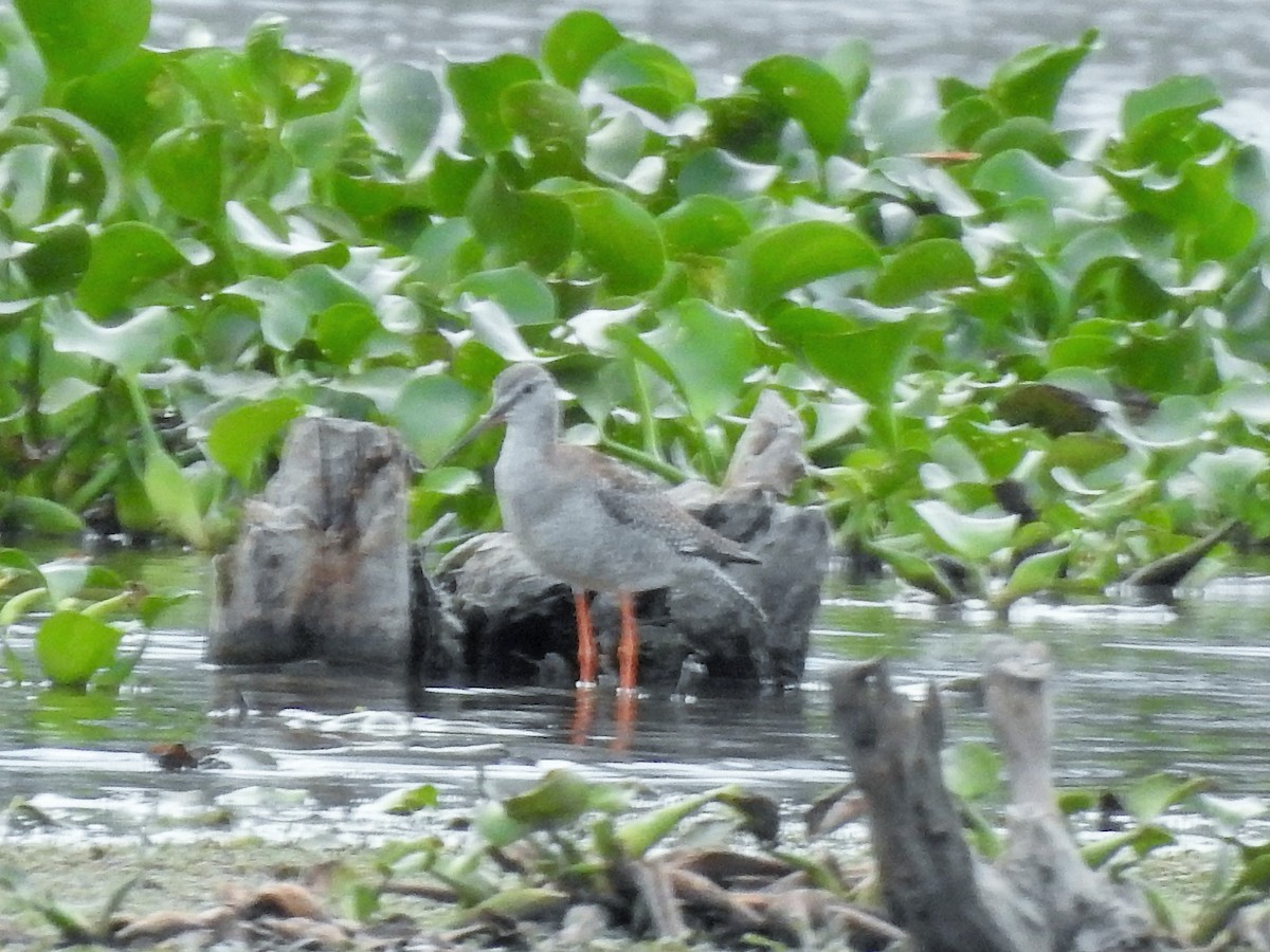 Spotted Redshank - ML381374711