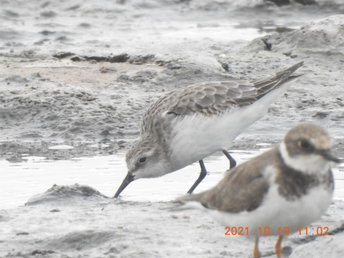 Little Stint - ML381374851