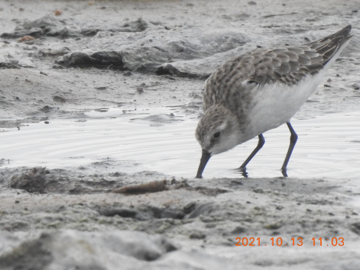 Little Stint - ML381374881