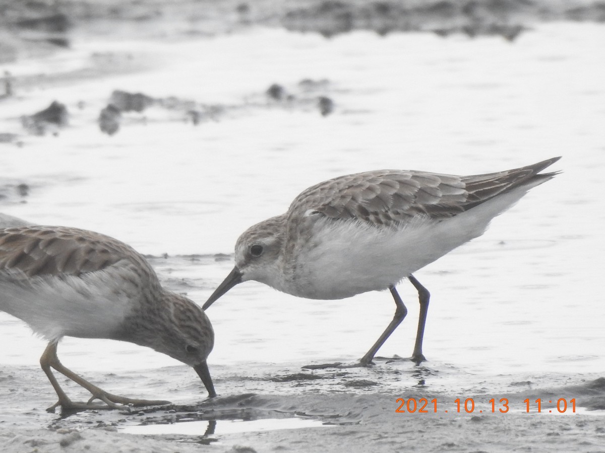 Little Stint - ML381374911