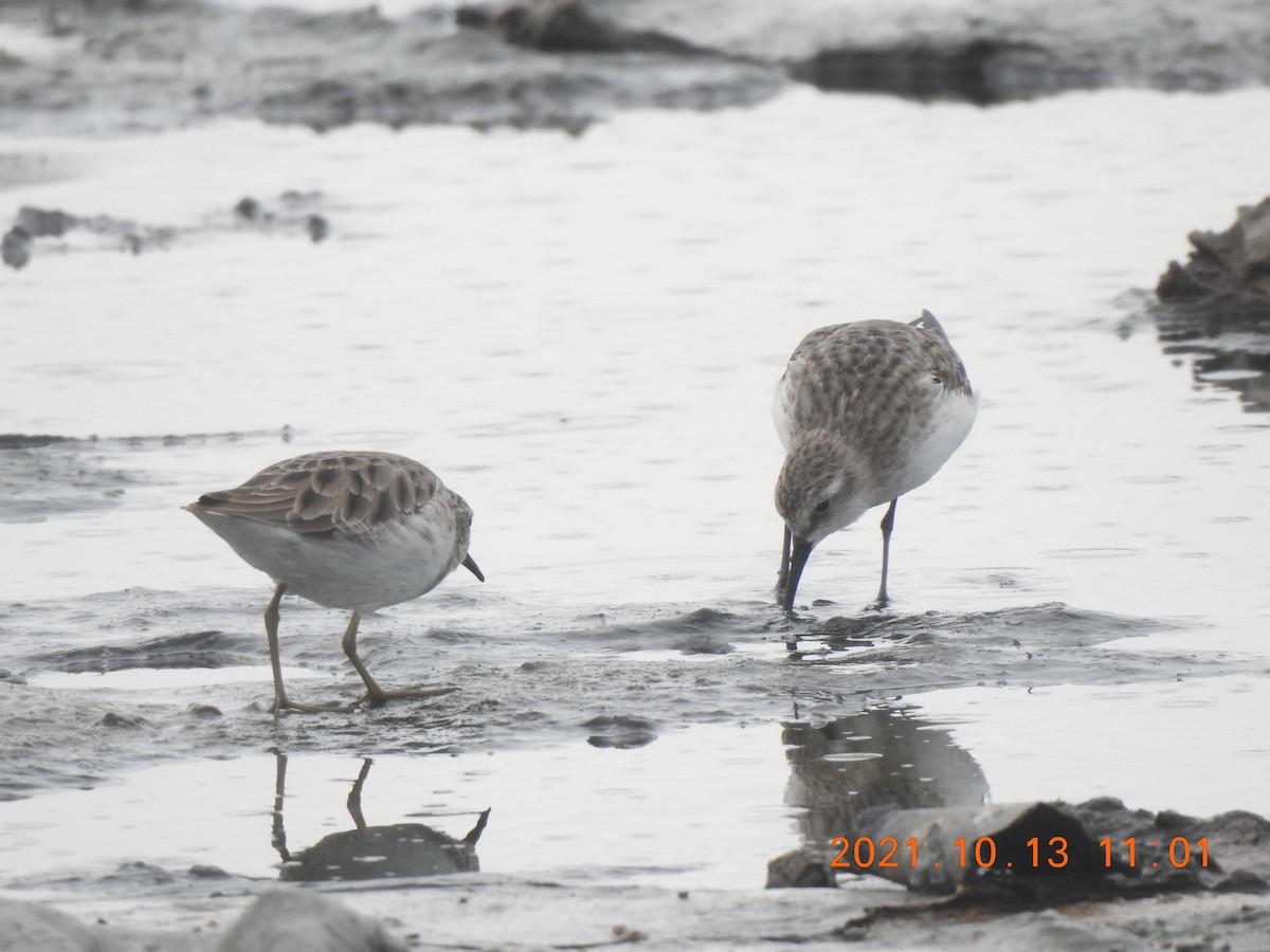 Little Stint - ML381374921