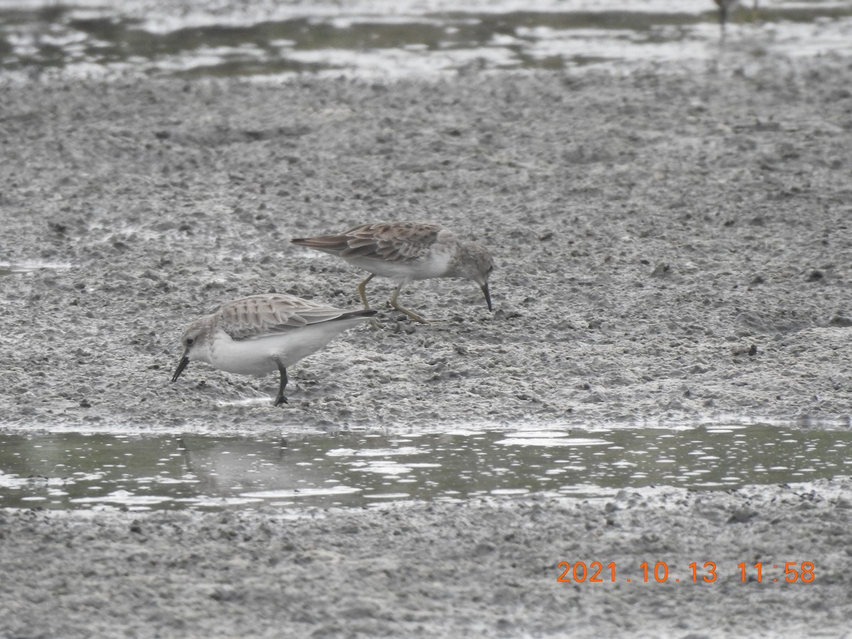 Little Stint - ML381374931