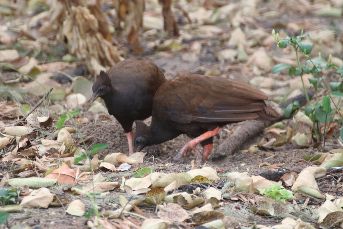 Orange-footed Megapode - James Lambert