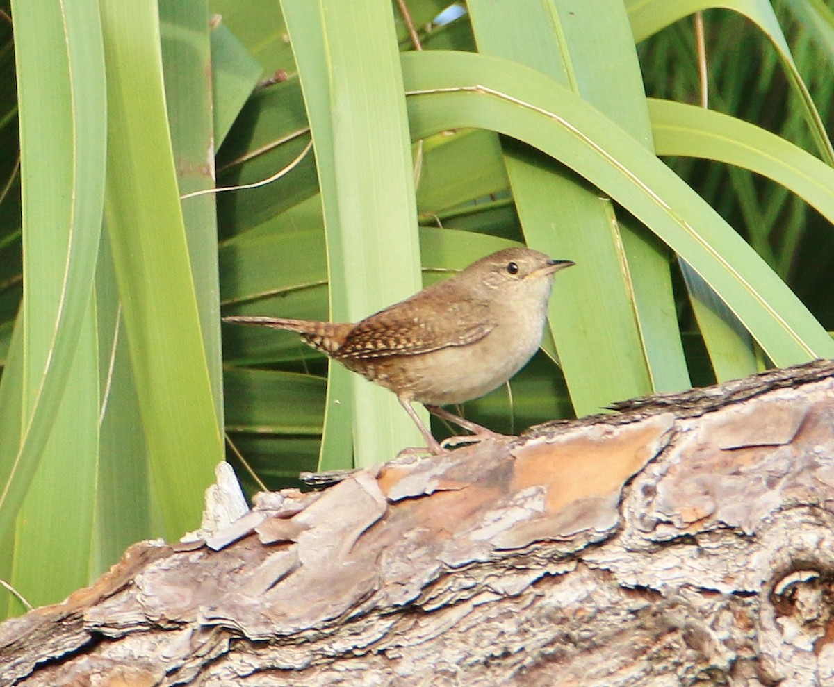 House Wren - Daniel Emlin