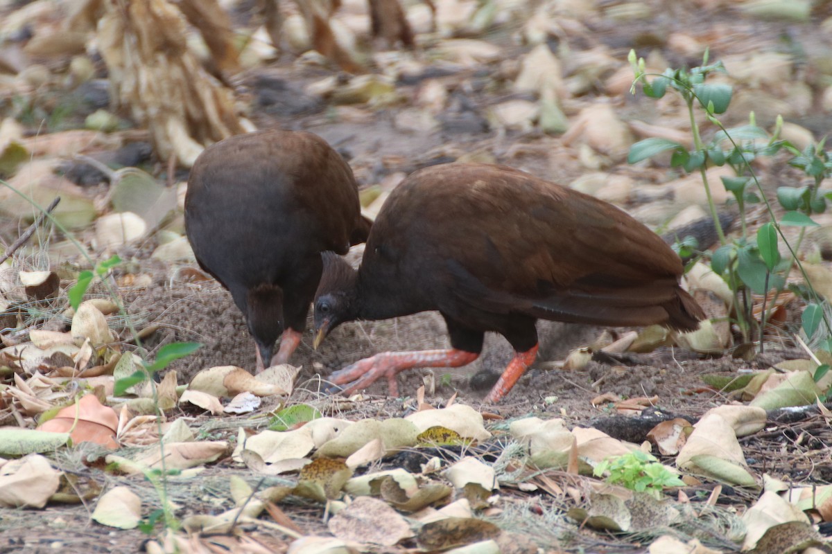 Orange-footed Megapode - James Lambert