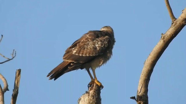 White-eyed Buzzard - ML381375631