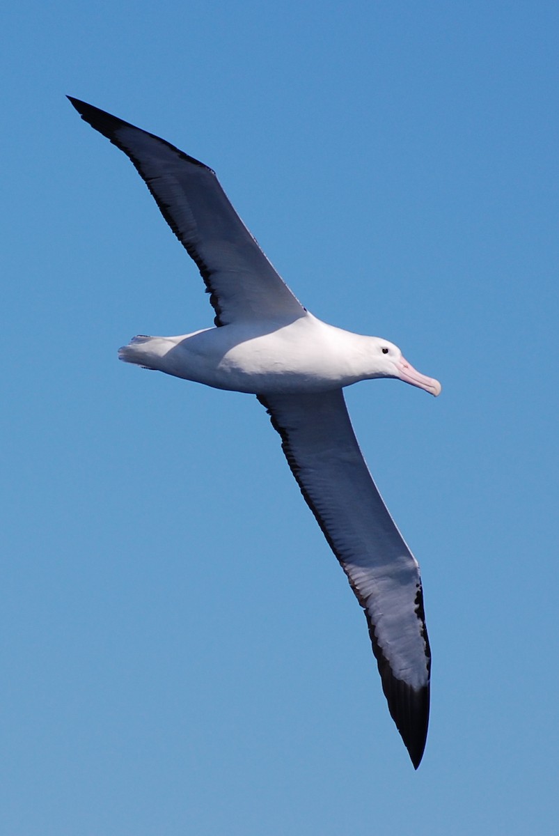 Northern Royal Albatross - ML381376181