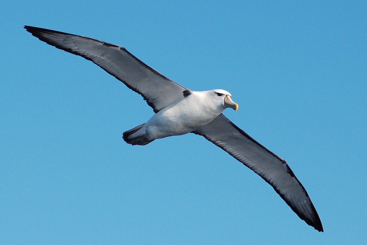 White-capped Albatross - ML381376431