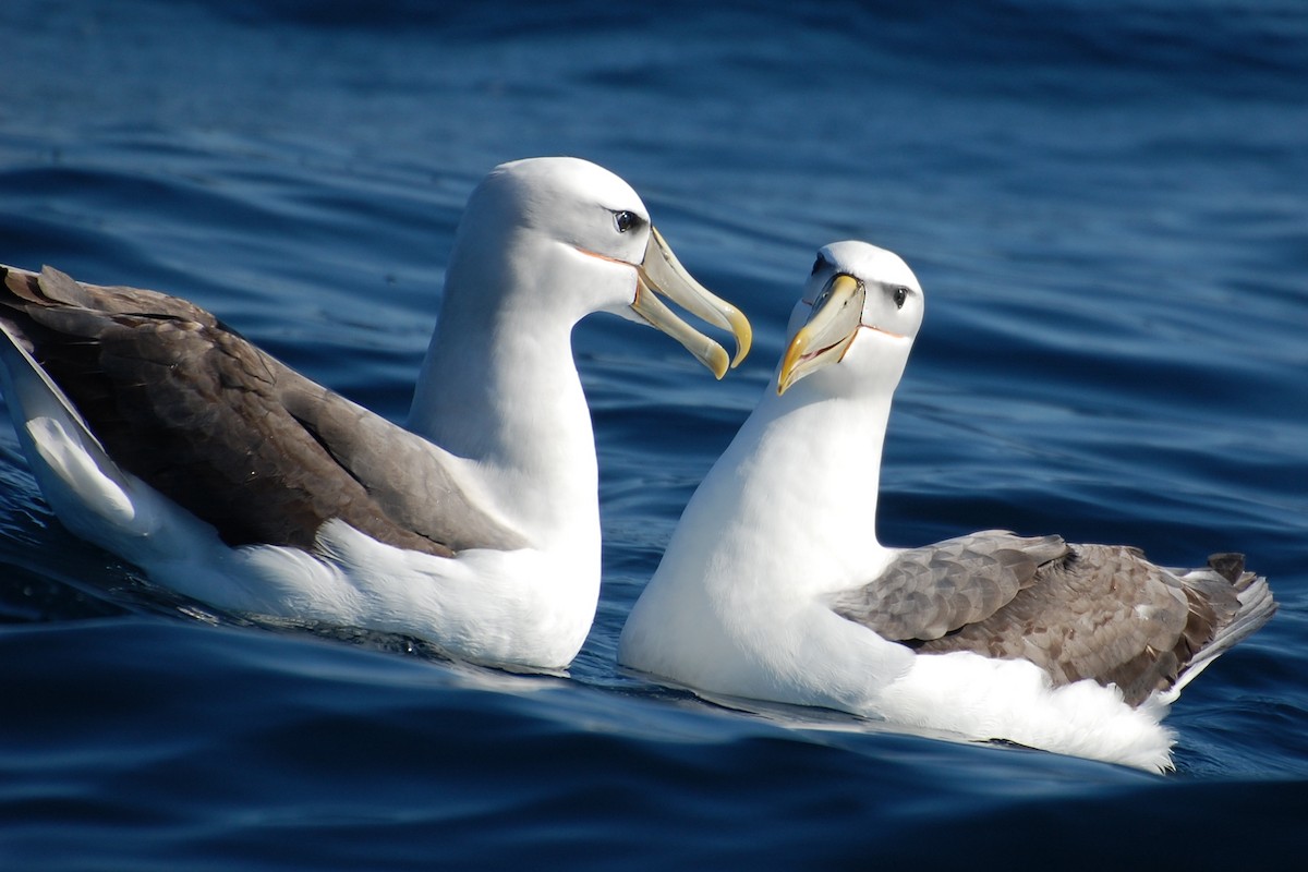 White-capped Albatross - ML381376491
