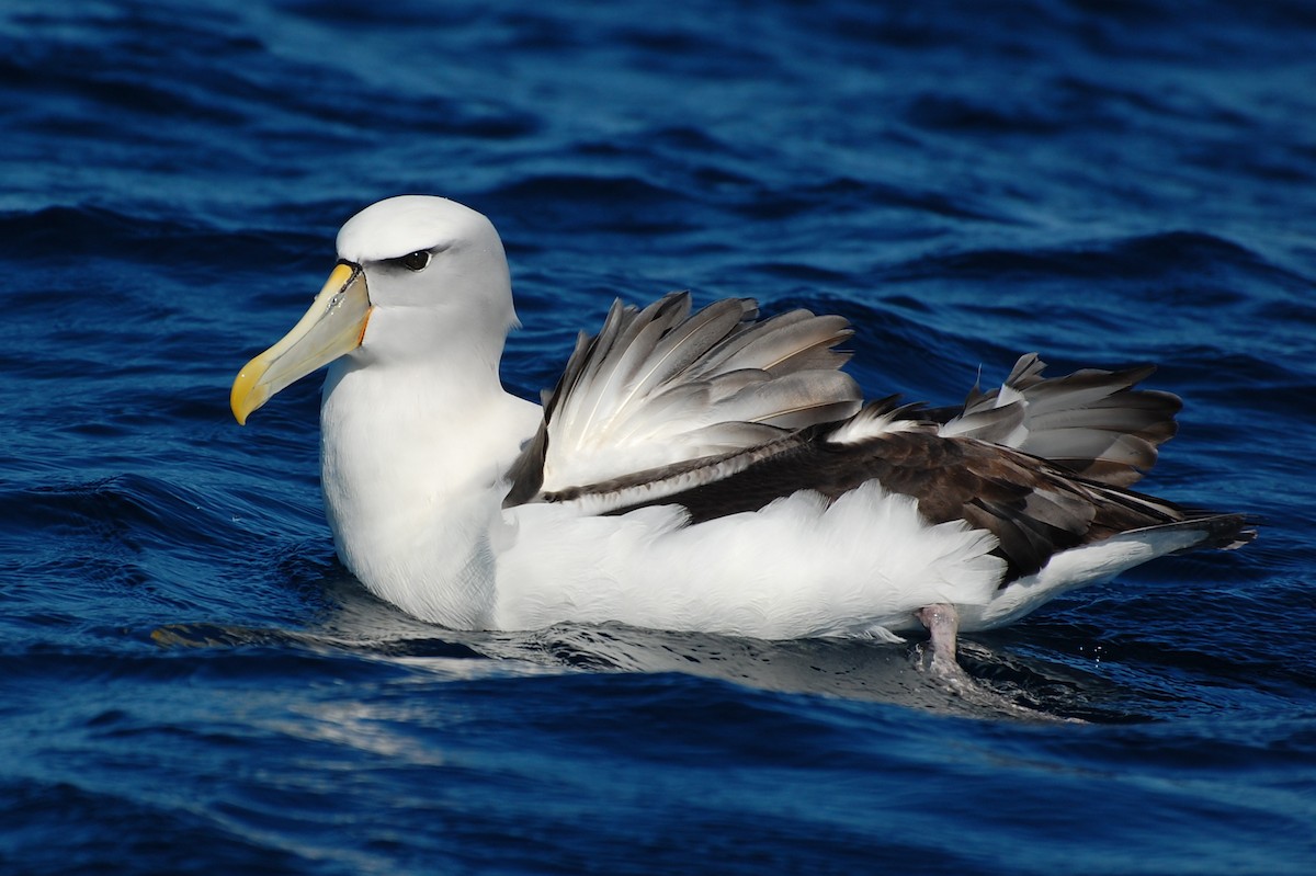 Albatros à cape blanche - ML381376531