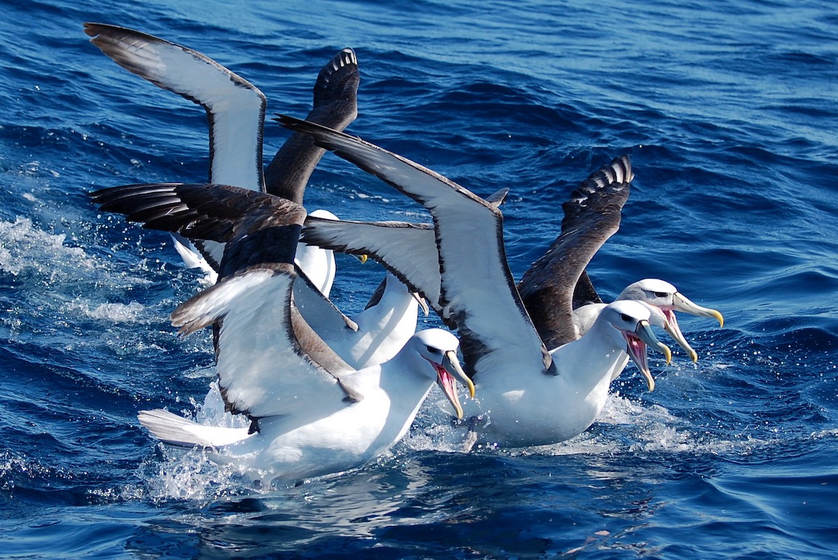 White-capped Albatross - ML381376611