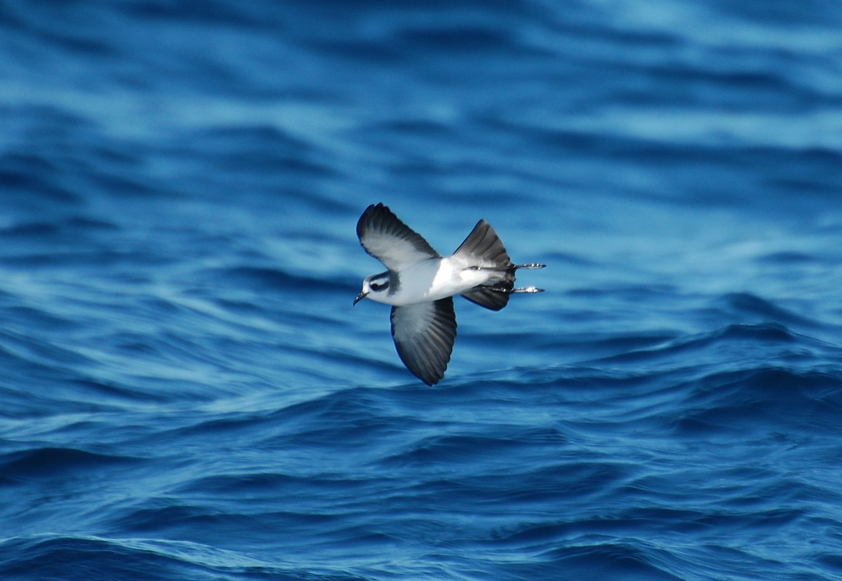 White-faced Storm-Petrel - Dirk Tomsa