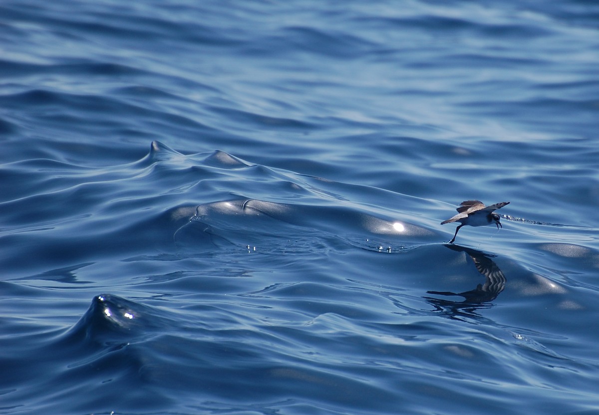 White-faced Storm-Petrel - Dirk Tomsa