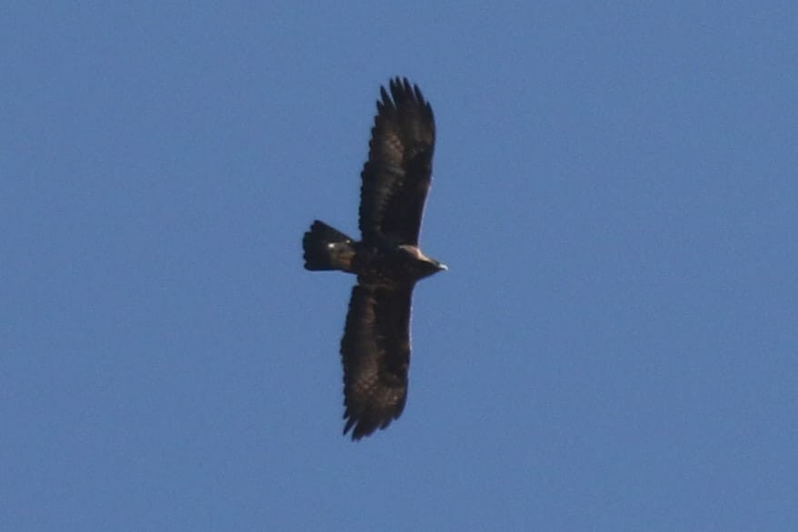 Golden Eagle - ML381377331