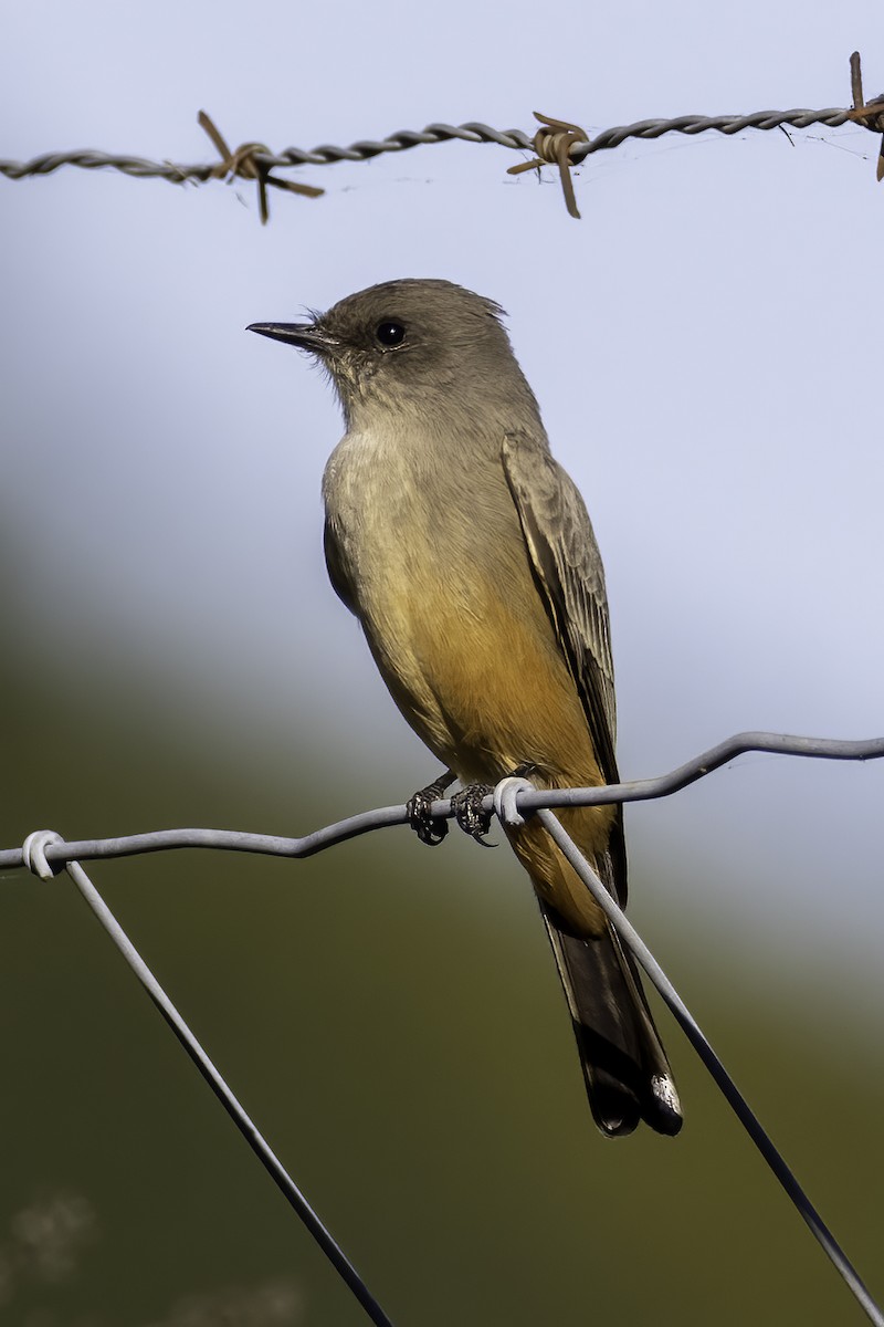 Say's Phoebe - Mel Green