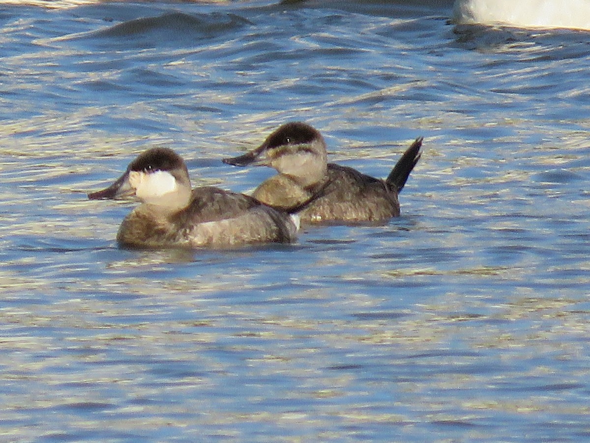 Ruddy Duck - Teri Warren