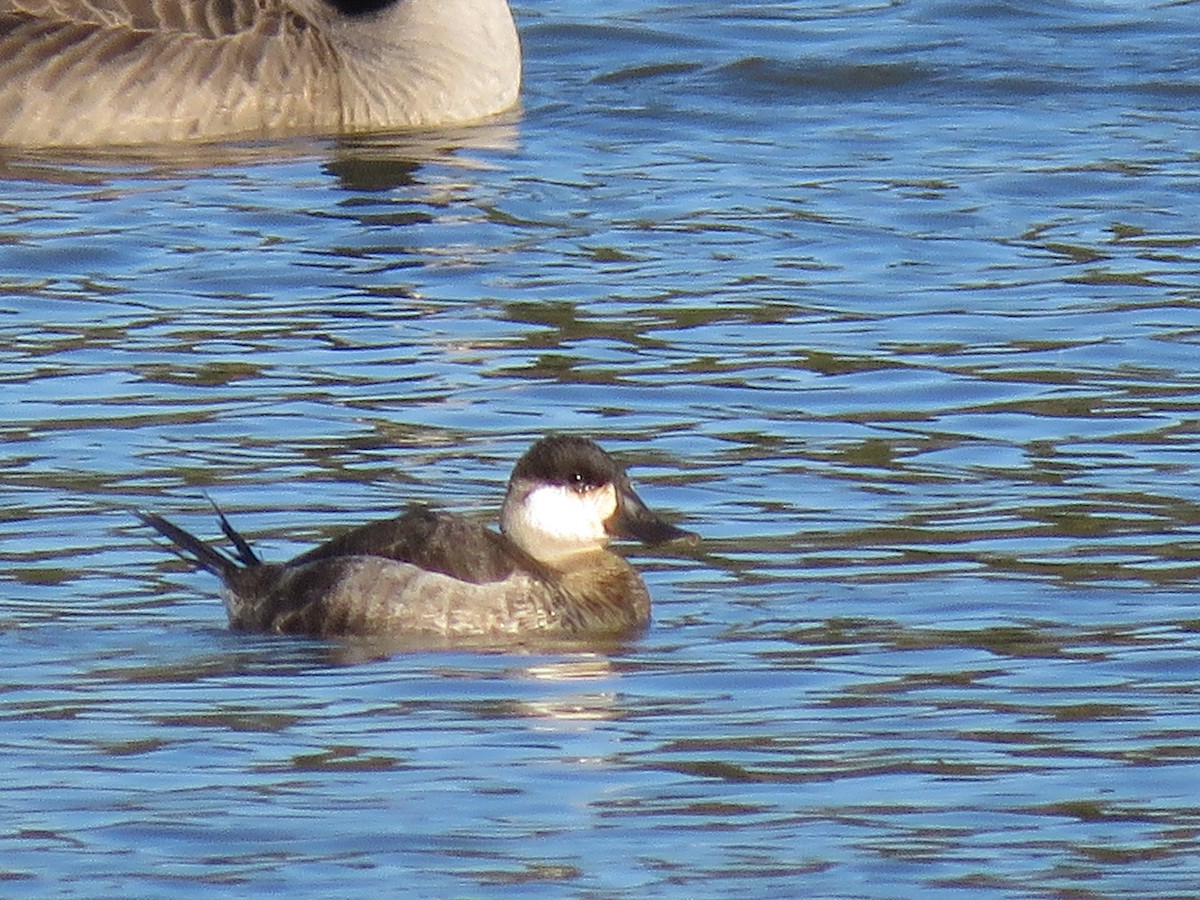 Ruddy Duck - Teri Warren