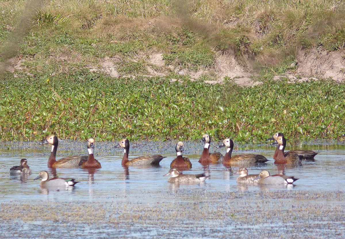 Ringed Teal - ML381380581