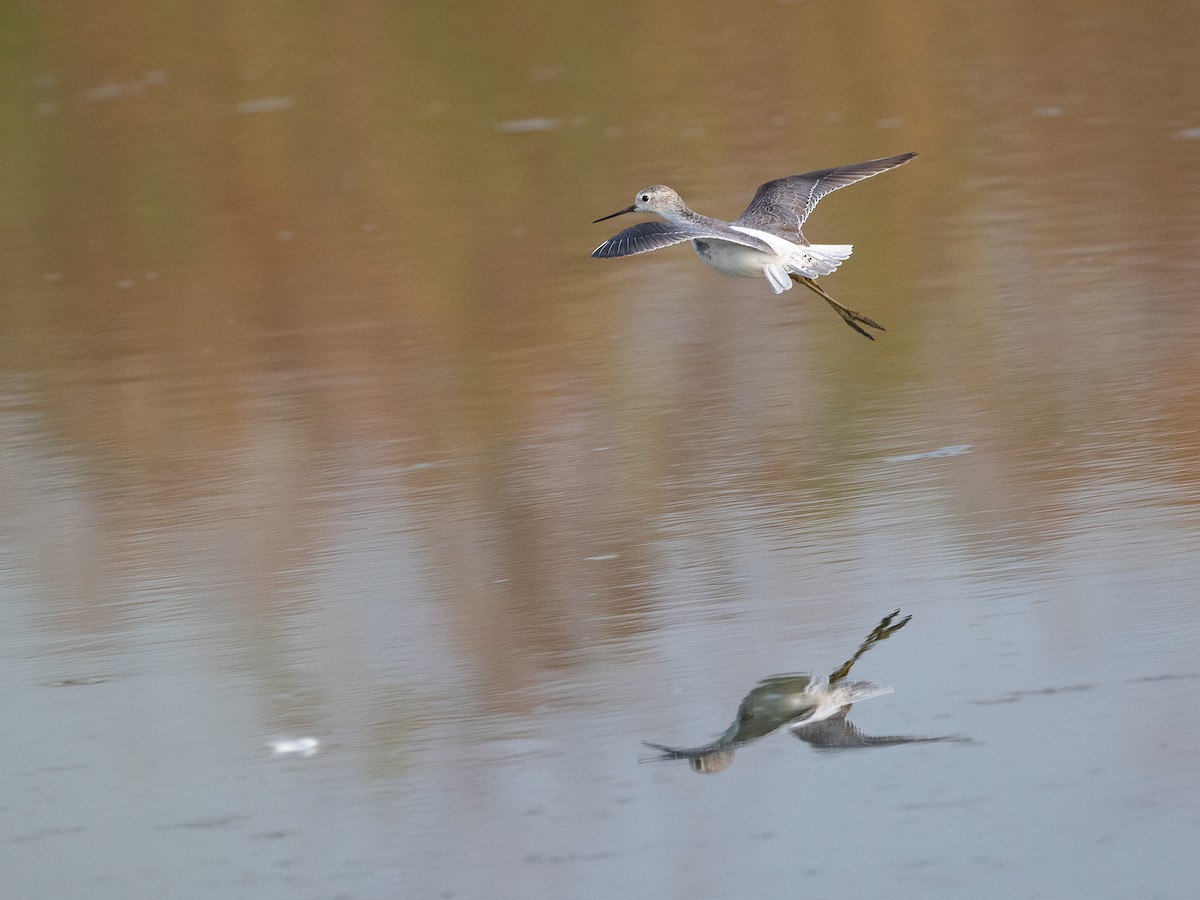 Marsh Sandpiper - Rakesh Das