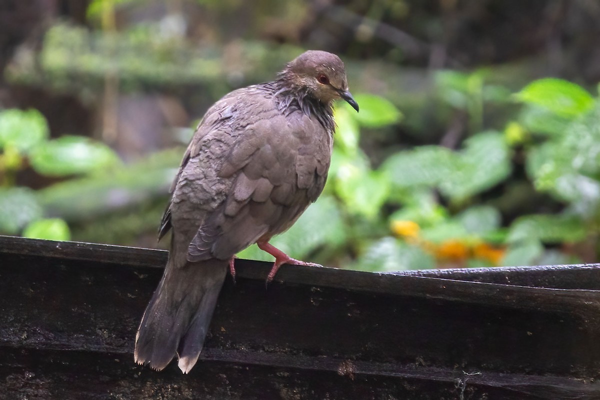 White-tipped Dove - Arthur Grosset