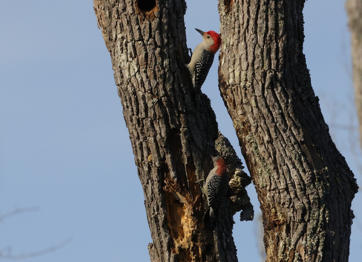 Red-bellied Woodpecker - Amy Padgett