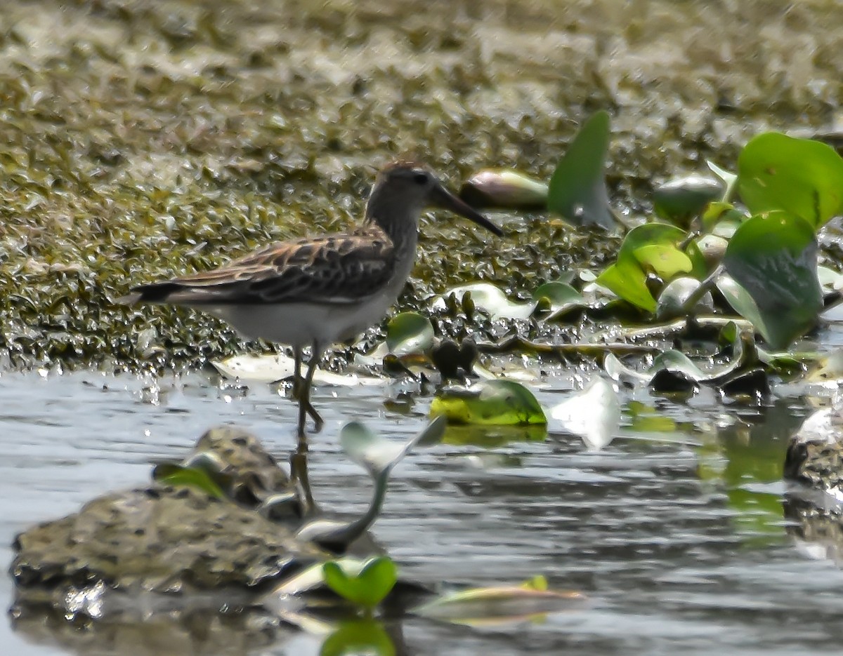 Pectoral Sandpiper - Krishnamoorthy Muthirulan