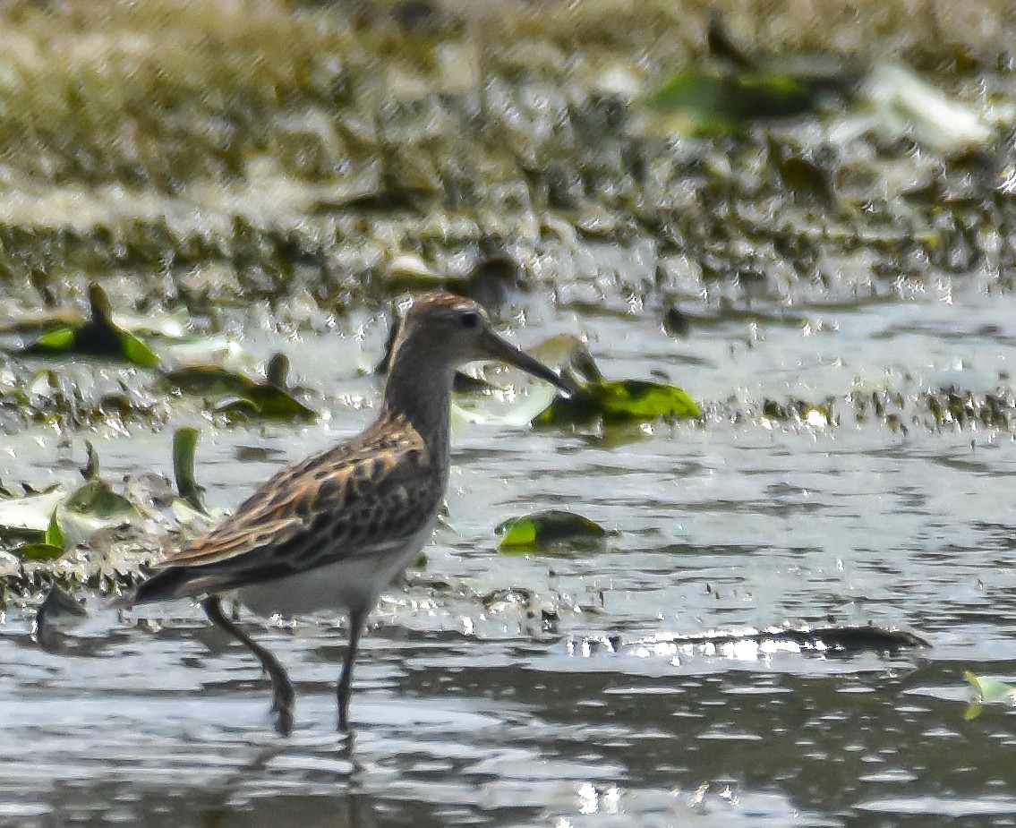 Pectoral Sandpiper - Krishnamoorthy Muthirulan