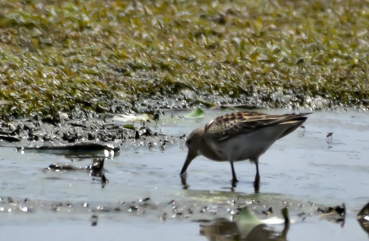 Pectoral Sandpiper - Krishnamoorthy Muthirulan