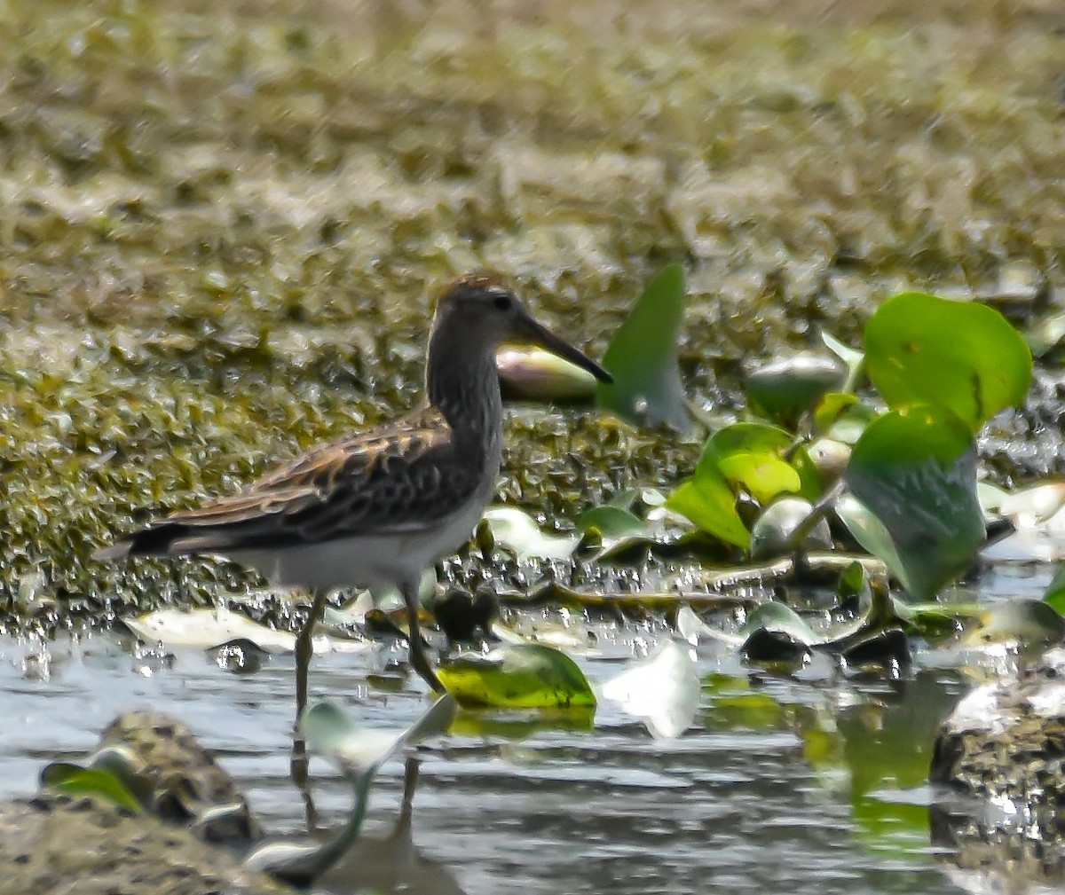 Pectoral Sandpiper - Krishnamoorthy Muthirulan