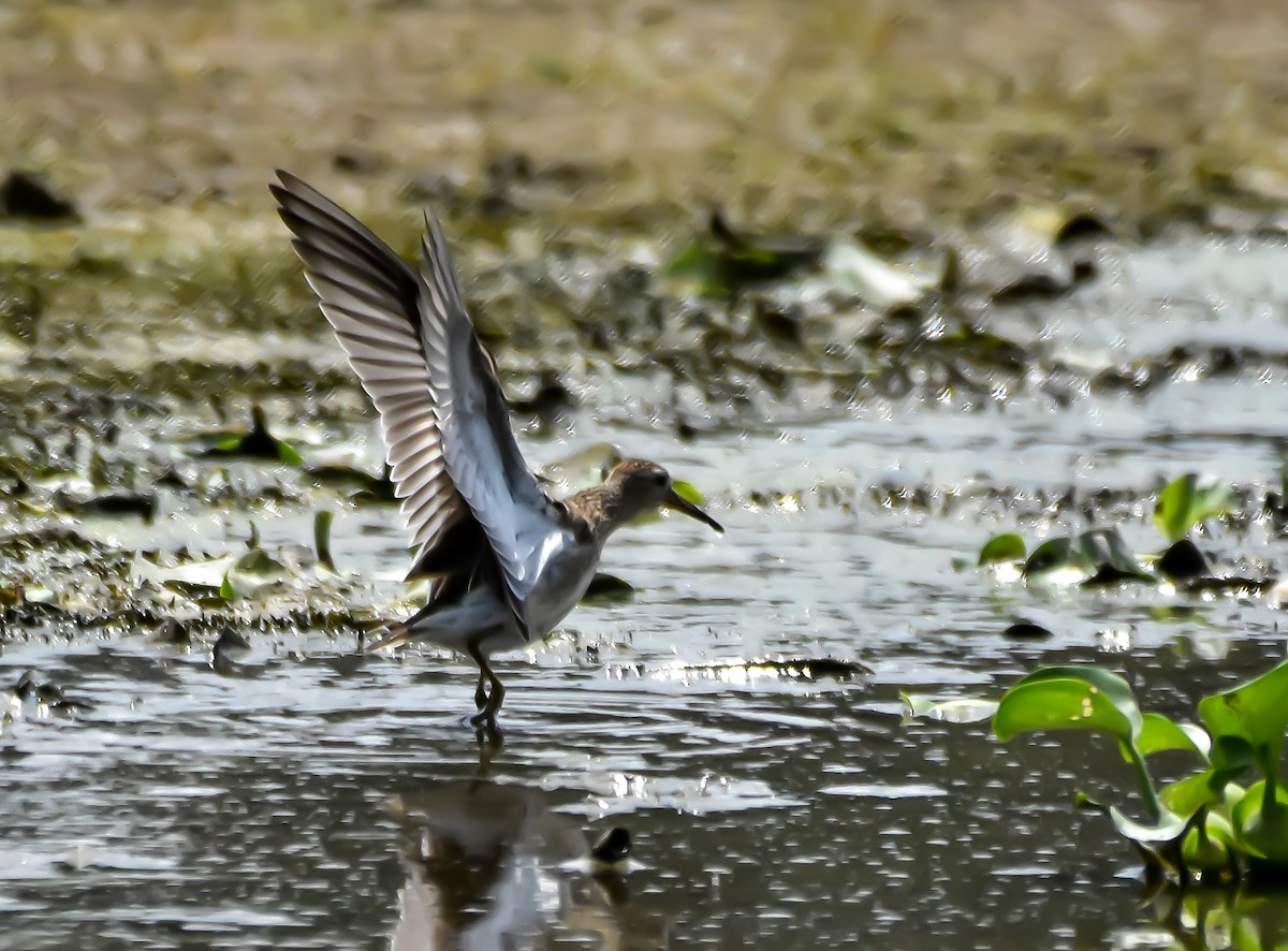 Pectoral Sandpiper - Krishnamoorthy Muthirulan