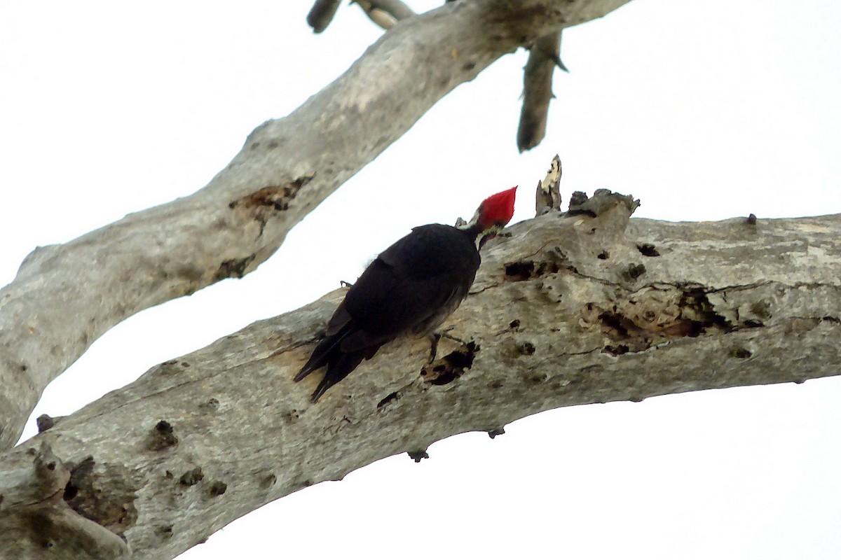 Black-bodied Woodpecker - ML381382231