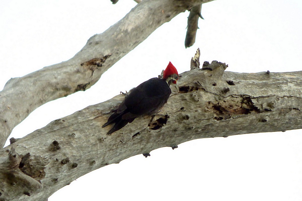 Black-bodied Woodpecker - ML381382241