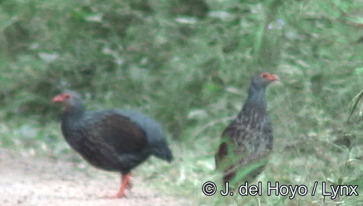 Handsome Spurfowl - ML381385091