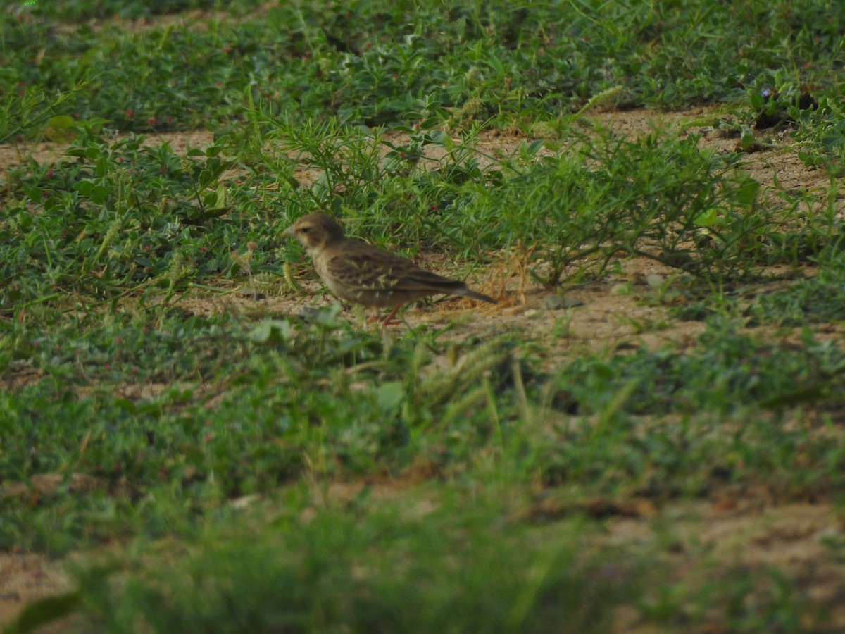 Ashy-crowned Sparrow-Lark - ML381388051