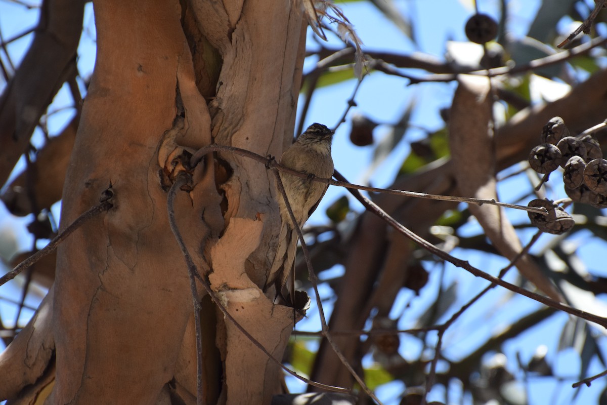 Plain-mantled Tit-Spinetail - ML38138891