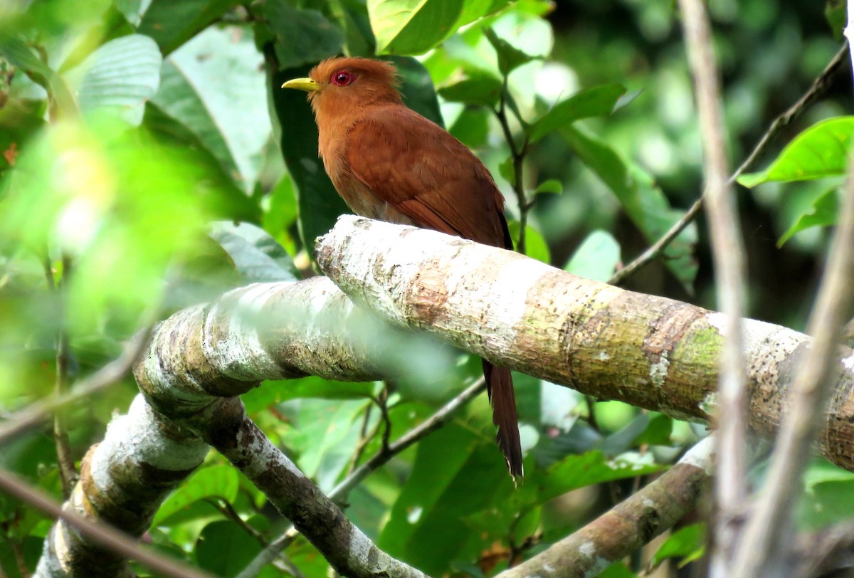 Little Cuckoo - ML38139061