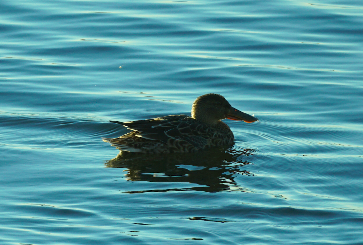 Northern Shoveler - ML381390621