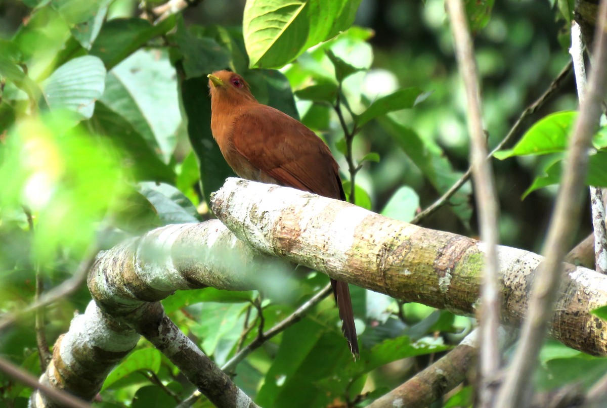 Little Cuckoo - ML38139091