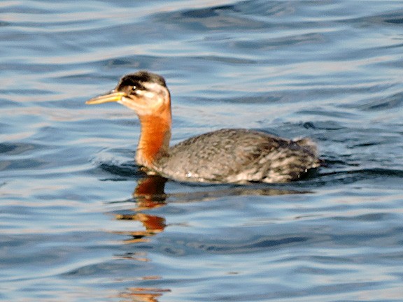 Red-necked Grebe - ML381392181
