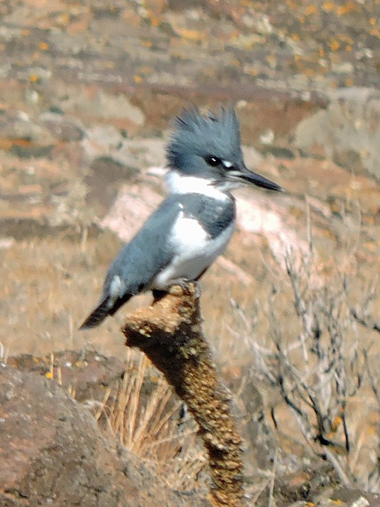 Belted Kingfisher - ML381392191