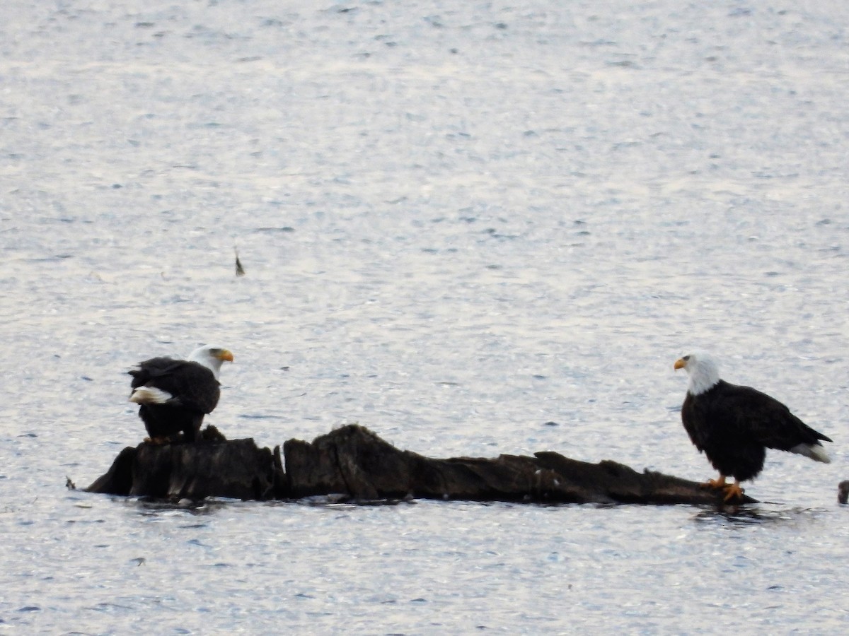 Bald Eagle - ML381393181