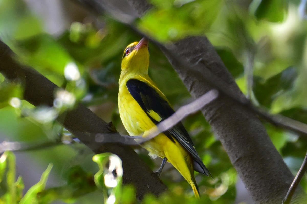 Indian Golden Oriole - ML381393731