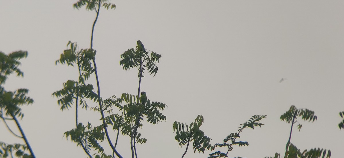 Plum-headed Parakeet - ML381396311