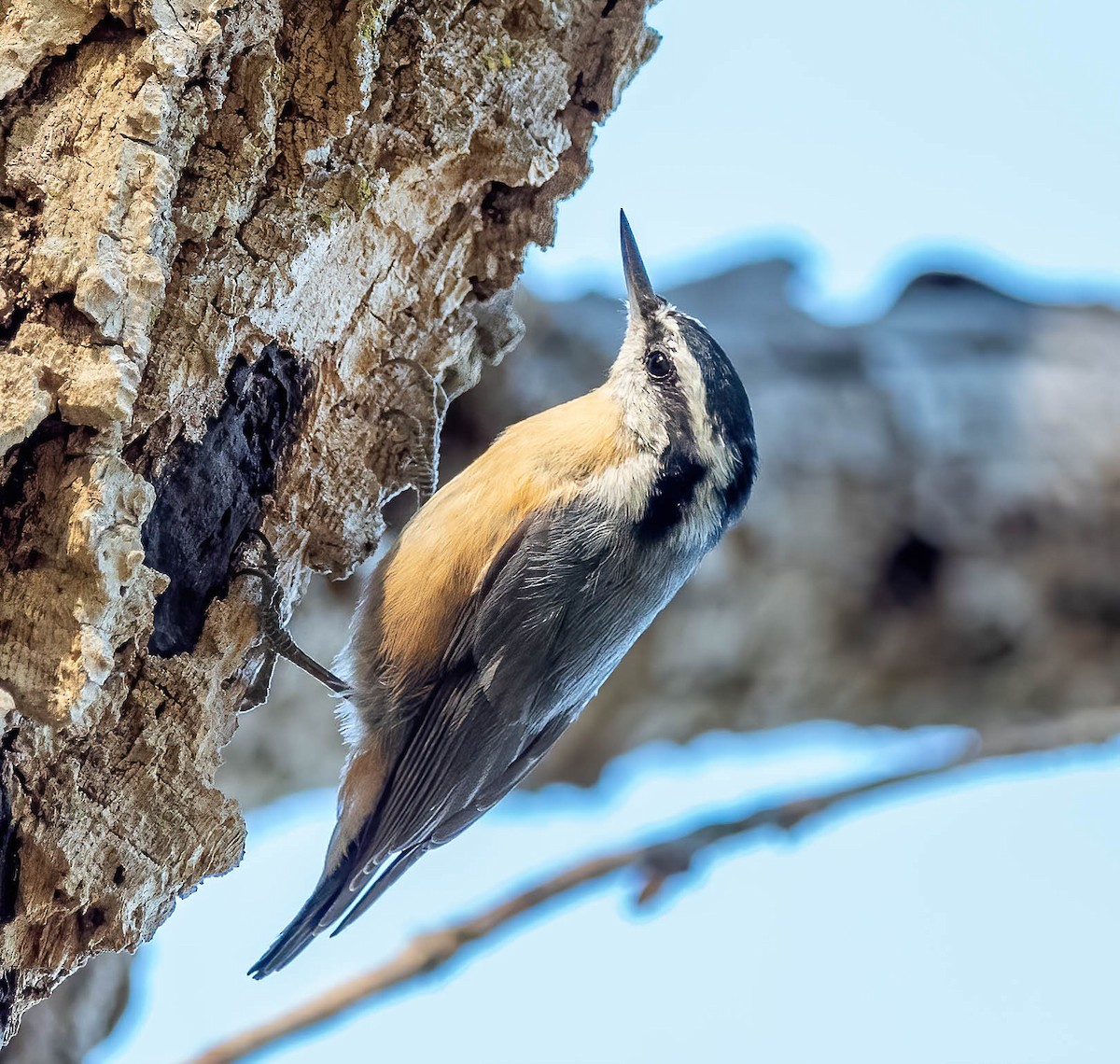 Red-breasted Nuthatch - Anthony Schmitt